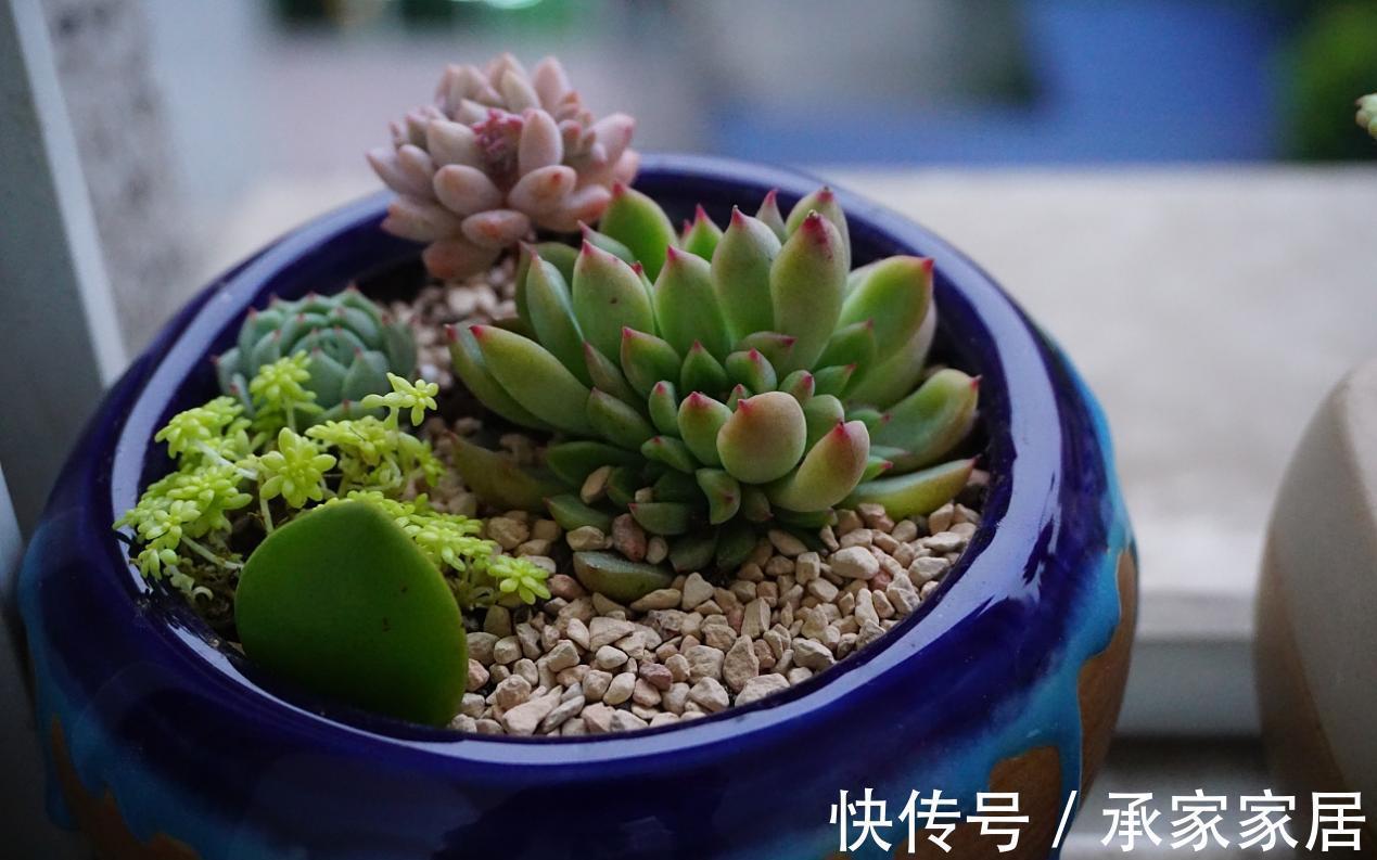 养多肉，秋季生长旺盛期，该怎么补水增肥？用这4样