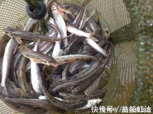 大别山下，淠水河中，此鱼甚多，我们本地人叫它“船钉”