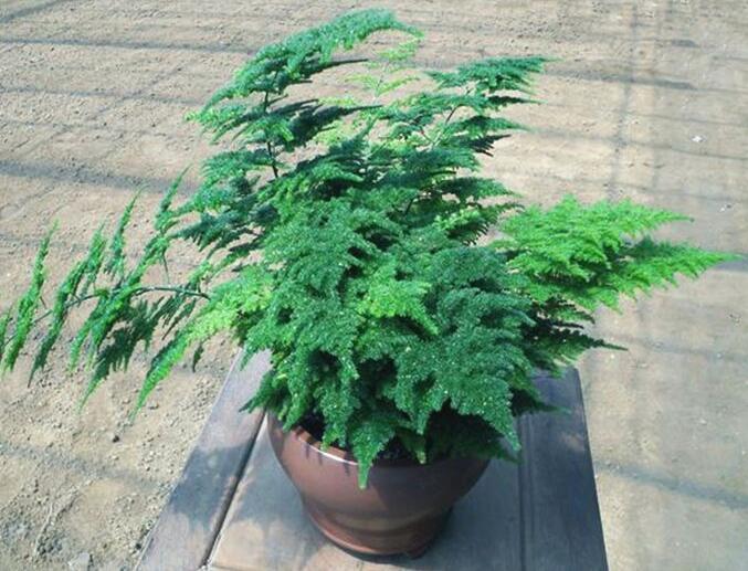 文竹烂根还能救活吗教你3个挽救小妙招,让文竹“起死回生”