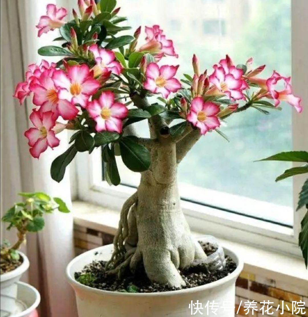 发财树|5种花，就得小盆养，花盆越小，长得越旺