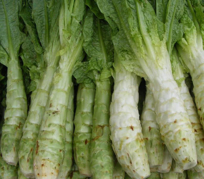 莴笋|李时珍称它为''天然降糖药''，每天喝一杯，血糖乖乖降下来