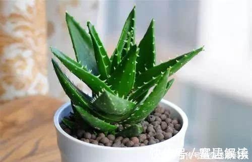 芦荟|家里万万要养这几种植物,难怪家人身体越住越健康,后悔才察觉