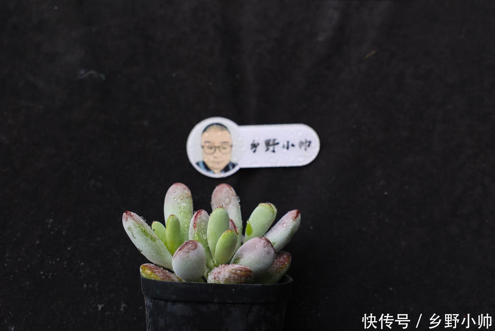 春秋型|夏种型多肉 、冬种型多肉、春秋型多肉,原来多肉还可以这么分