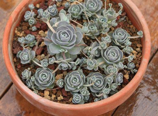 7种“美”多肉，夏天养成“瀑布”，叶片肉嘟嘟，格外好看！