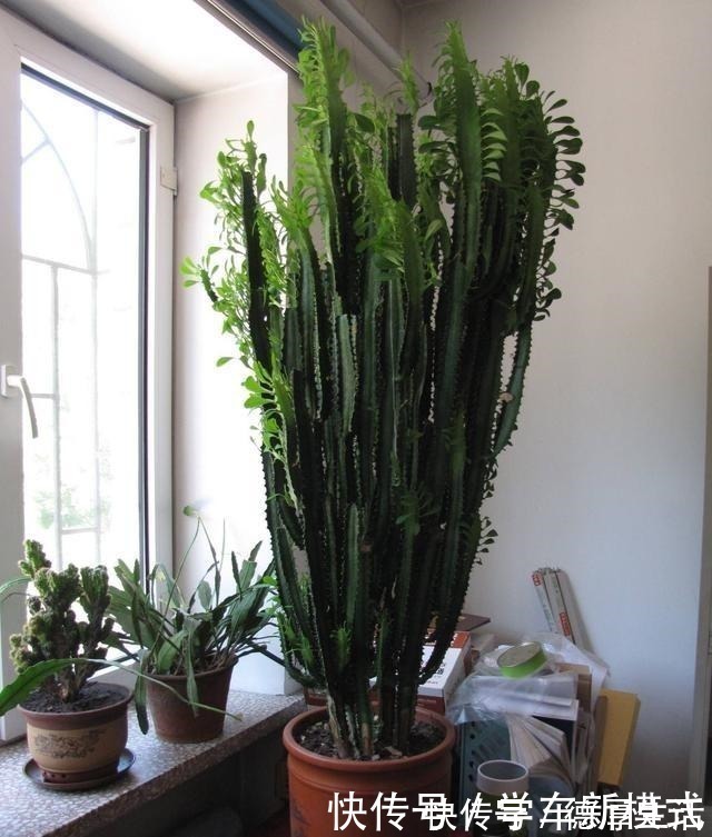 烂根|4种怕水的绿植,你越懒越不浇水,反而长得更好,浇水就烂根!