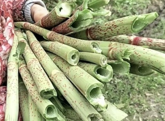 繁殖能力极强,入侵多国臭名昭著,我国却大量种植,亩产超万元