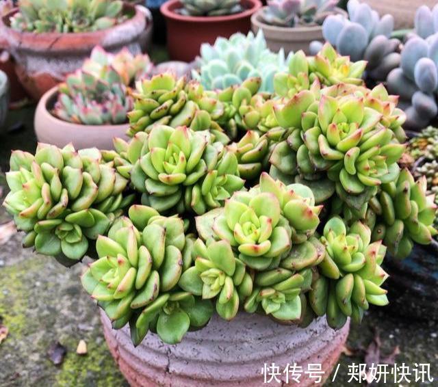 多肉“蒂亚”还在充白菜3个小技巧，浑身红彤彤，颜色最耀眼