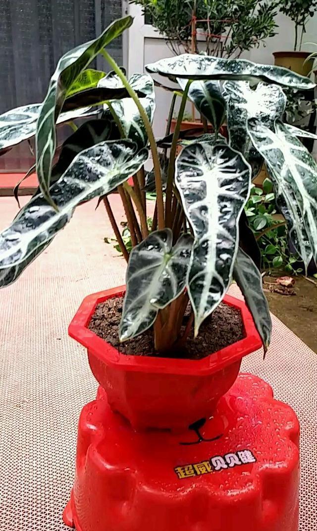 16种耐阴花,就算阳光不足,也能年年生长、开花