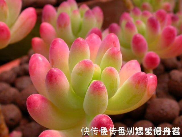 龙骨瓣|适合家养的5种花卉,好养易活易爆盆,花色艳丽,阳台开成小花园