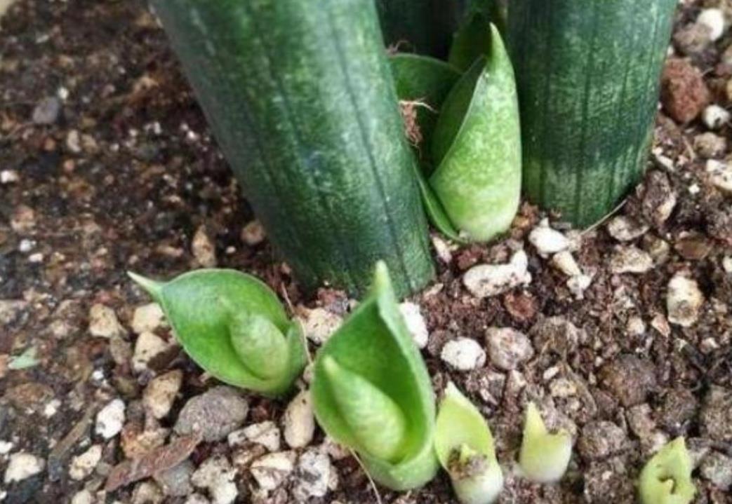 3月养虎皮兰,常用1种液肥,盆中不断冒新芽