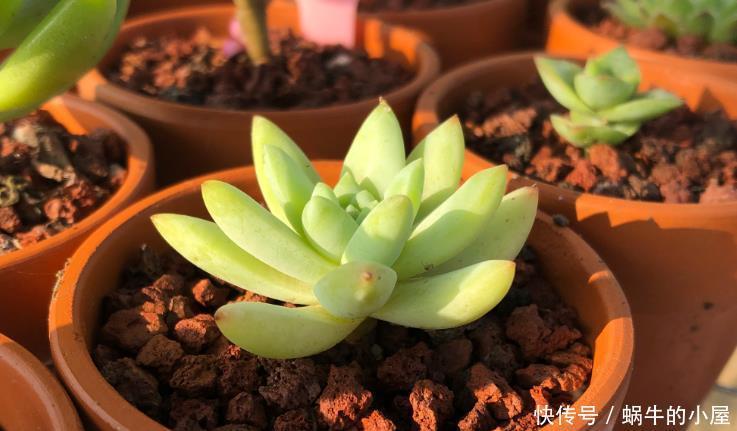 光照|养多肉安全度夏该注意的地方