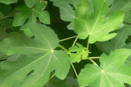 中医|无花果的叶子为中药至臻,功效价值受中医欢喜!一定要收藏好