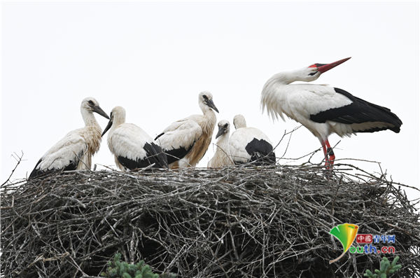 黑森州|德国鹳宝宝练习飞行 兄弟姐妹为它加油