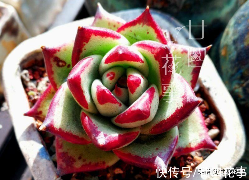 8种多肉，明智的人不买，要么多花钱费精力，要么养不活还被笑傻