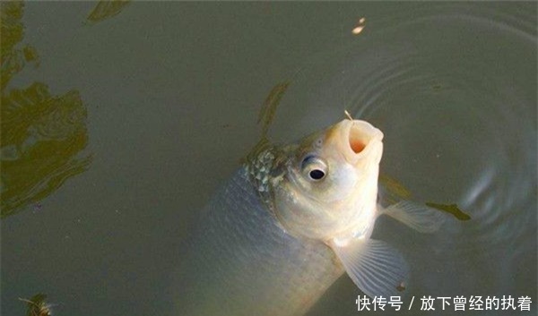 寒冬时节钓鲫鱼，对饵料要求极高，满足了这4点，大鲫鱼连竿上！