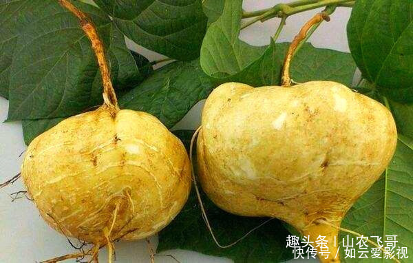 小时候|农村一野瓜,长在泥里可蔬可果营养丰富价值高,小时候看到流口水