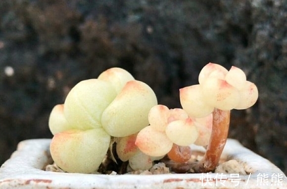 阳台养多肉想要上色快,就要勤做3件事,花友:真考验体力和财力