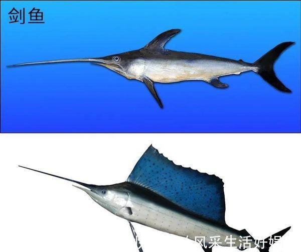 机械表!剑鱼系列或许是卡西欧旗下最值的潜水表!