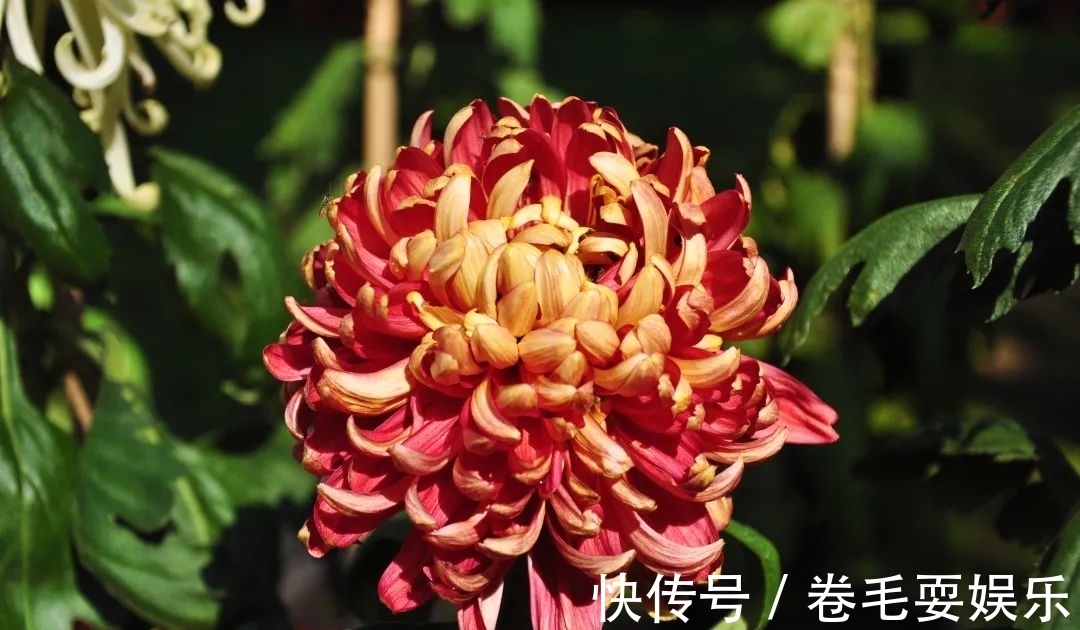 独本菊|心素如简，人淡如菊，植物园里感受菊之意境