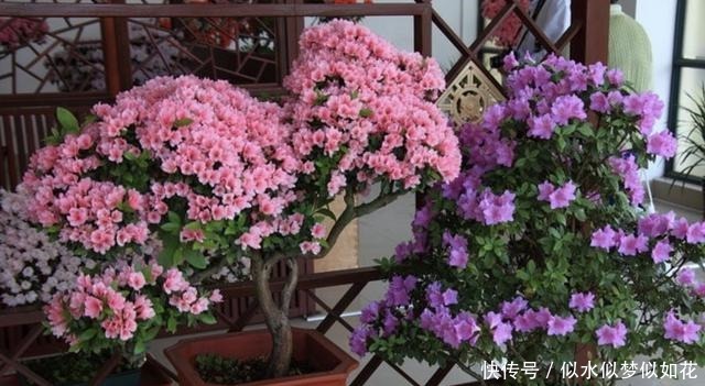 “1种花”夏季扦插,一碰到土壤,“12天”长根系,1年后开满花!