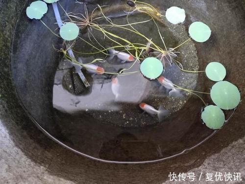 新入缸20多种观赏鱼、100多条,几乎无一伤亡,有什么经验可谈