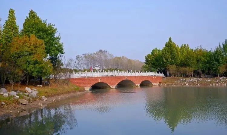 银杏|霜降枫红银杏黄，黄龙湿地公园染秋色