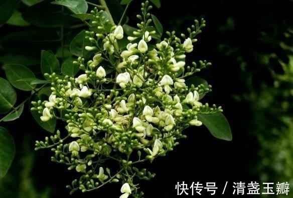 花序|自然界中有些植物的“花序”为什么不尽相同,其中有什么秘密?