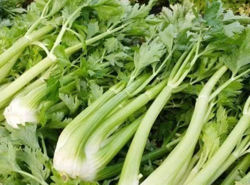 芹菜的“死對頭”，兩者不能同食，尤其最后一種，早知早受益