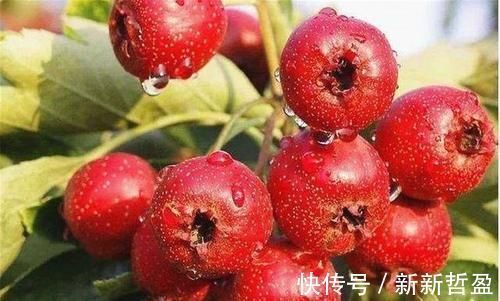 祛皱养颜|女性想要皮肤好,坚持食用以下食物,祛皱养颜,皮肤更加细腻