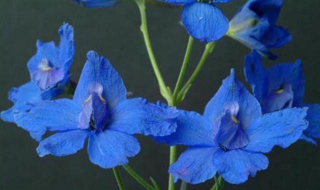 世界上最妖冶的花，也是世界上最毒的花，外表漂亮惹人喜爱