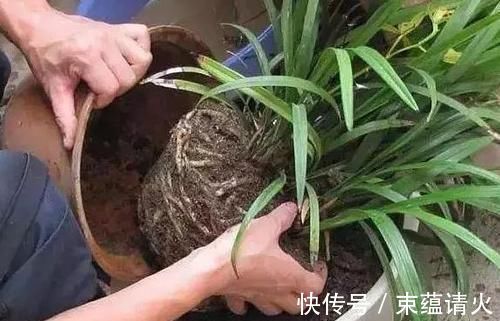 养花不会换盆，没经验就记住这些方法，换一盆旺一盆，零损伤