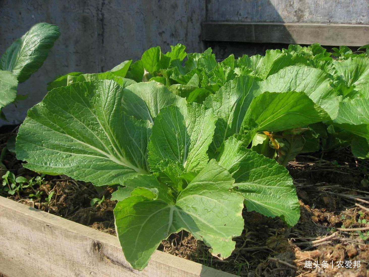 农村有一种菜能长到一米五高,下霜之后更好吃,你们那里叫啥呢