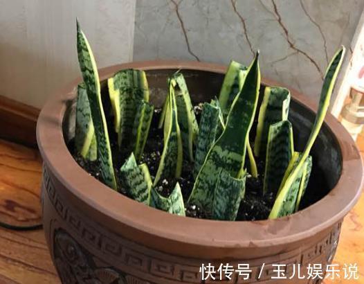 虎皮兰长得慢家里2种“过期药”,7天“喂1片”,长势快