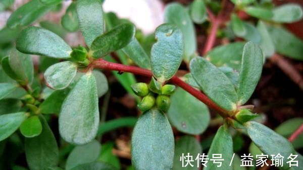 润肠|经常便秘、拉不出?试试多吃6样食物,或能让你甩掉便秘一身轻