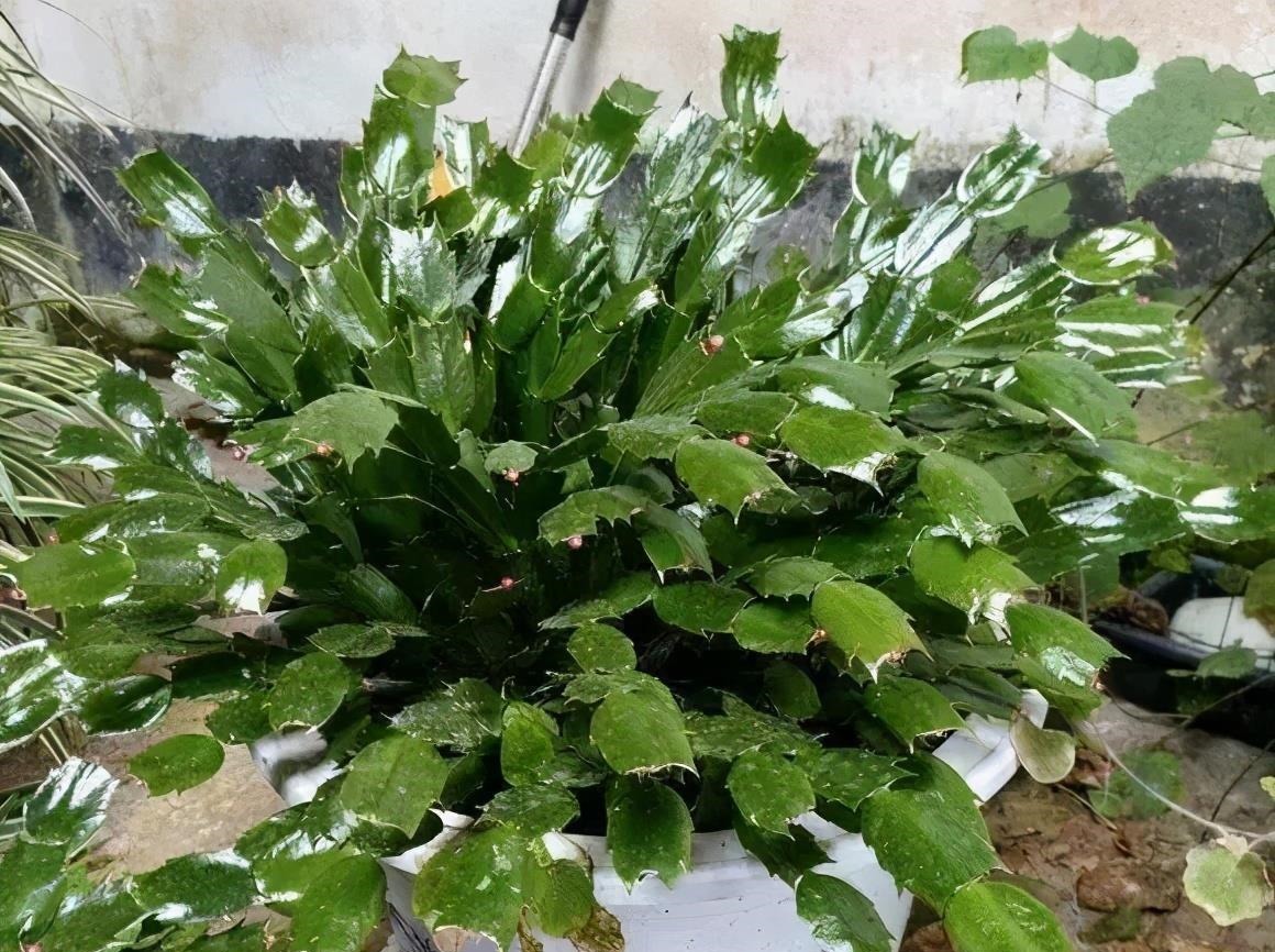 养蟹爪兰,土里加点“料”,叶片厚实硬邦邦,奋力开花一百朵