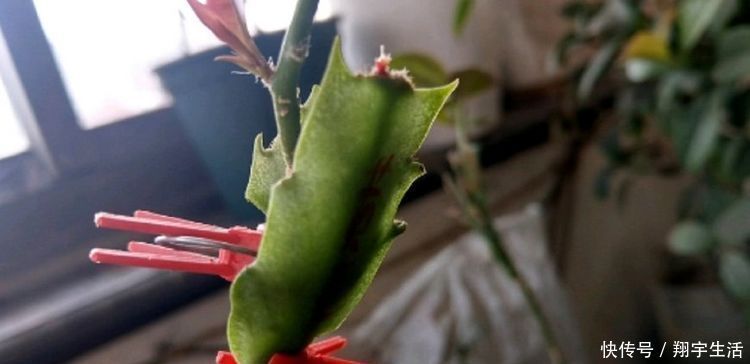 蟹爪兰爱烂根,3种解决方法,随便选一种,根不烂,年底花开满盆