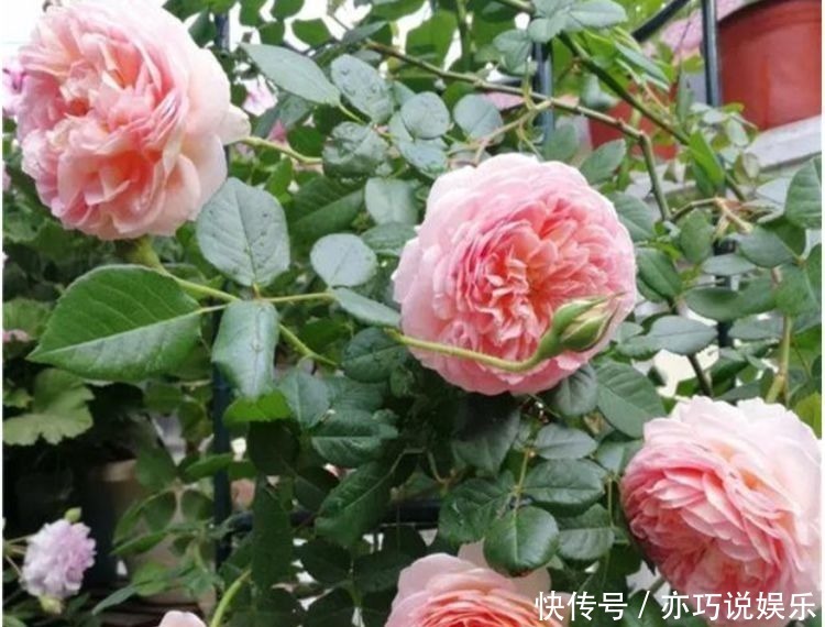 长寿花|4种花,开花吉祥又喜庆,比牡丹还美,年年开花美翻