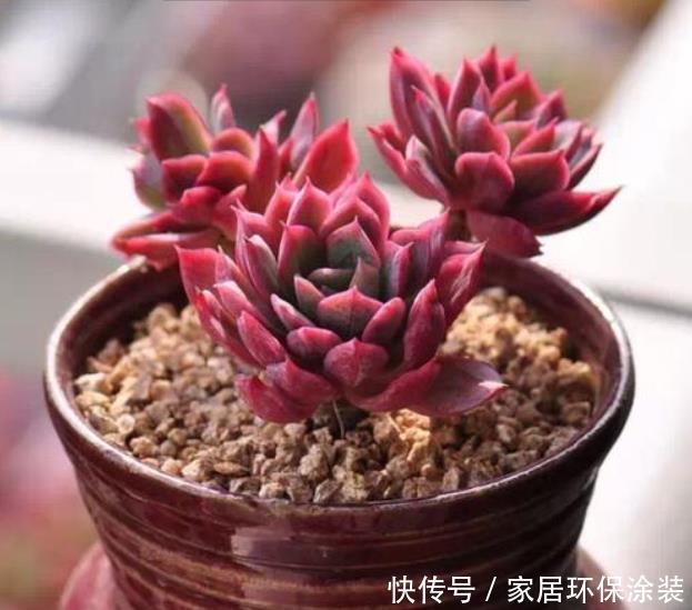 徒长|室内养花容易徒长?教你2个方法,第2种效果最好,大棚主都在用