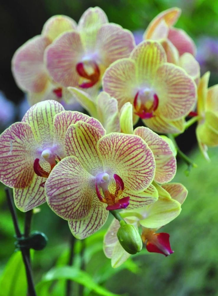 蝴蝶兰在家里怎么养？这些问题的解答来了！