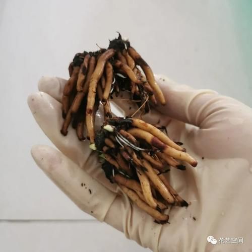 最美“芹菜花”,土里埋两个爪子,3日爆芽,养着养着就开满盆!