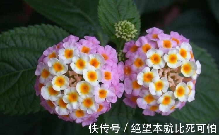 聚财|家里养花不要“瞎眼”,5种花聚财又旺人,2种花是大忌