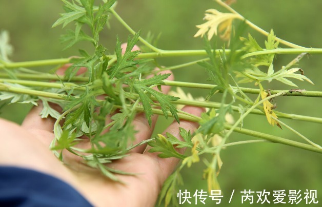 习俗|端午将至,什么时候割艾草好?割艾草前三后四最合适,啥意思?