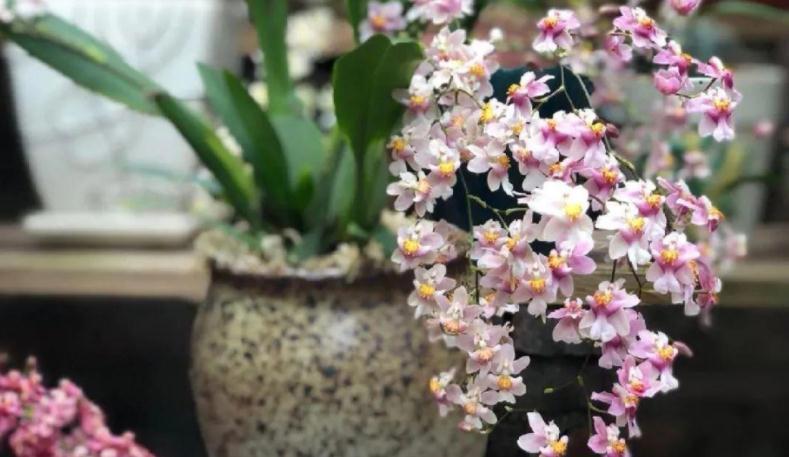 冬天养花,牢牢抓住这4点,室内盆栽才不出问题