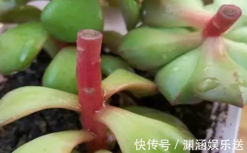长徒|多肉原来还能这么玩,嫁接方法很简单,轻松爆盆还好看!