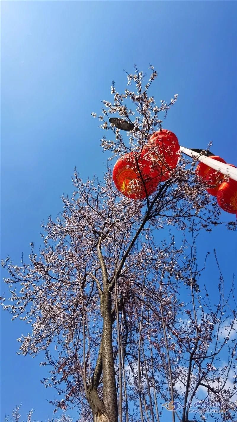 中年|春暖花开！乐山这些街道的紫叶李盛放啦