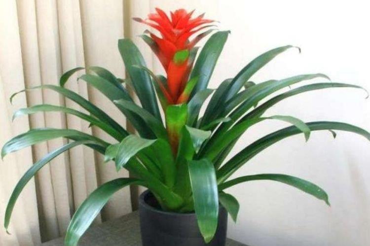 芹菜花|开花最香的4种花，家里养一盆，开花多、长得快，花团锦簇