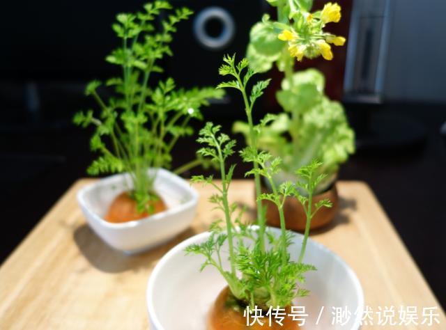 这5种菜留好根，放在水培瓶里，没几天长出小盆栽叶子还能吃