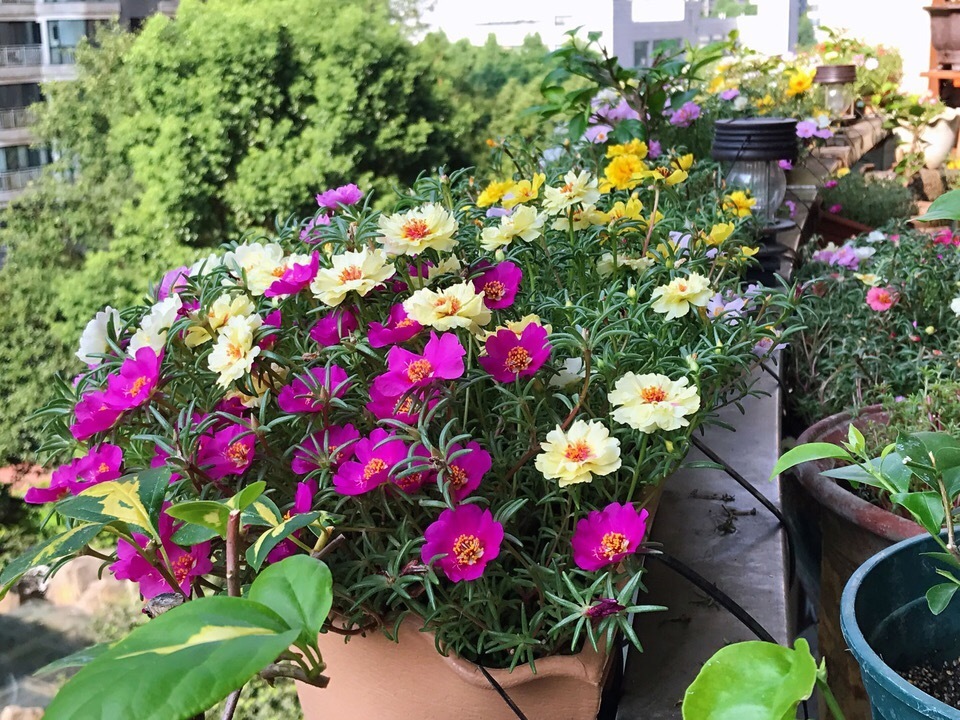 花期|养4种花,花朵凋谢“别等了”,咔嚓剪几刀,30天后又开一茬花