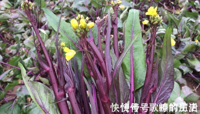油菜苔|想长寿要先会吃,三种食物离不开,补充营养,有益健康!
