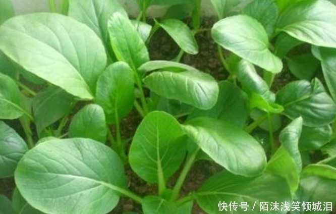 养花不如种菜,一把种子撒土里,10天就能吃,一年不用买菜!